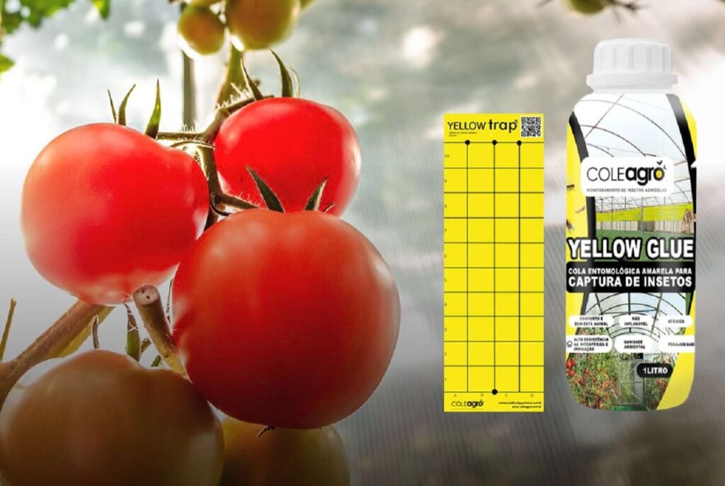 Plantação do Tomate e a Traca-do-Tomateiro (Tuta Absoluta). Cola Entomológica Amarela Yellow Glue para monitoramento e controle