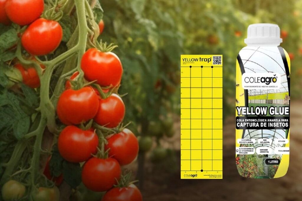 Plantação do Tomate e a Traca-do-Tomateiro (Tuta Absoluta). Cola Entomológica Amarela Yellow Glue para monitoramento e controle