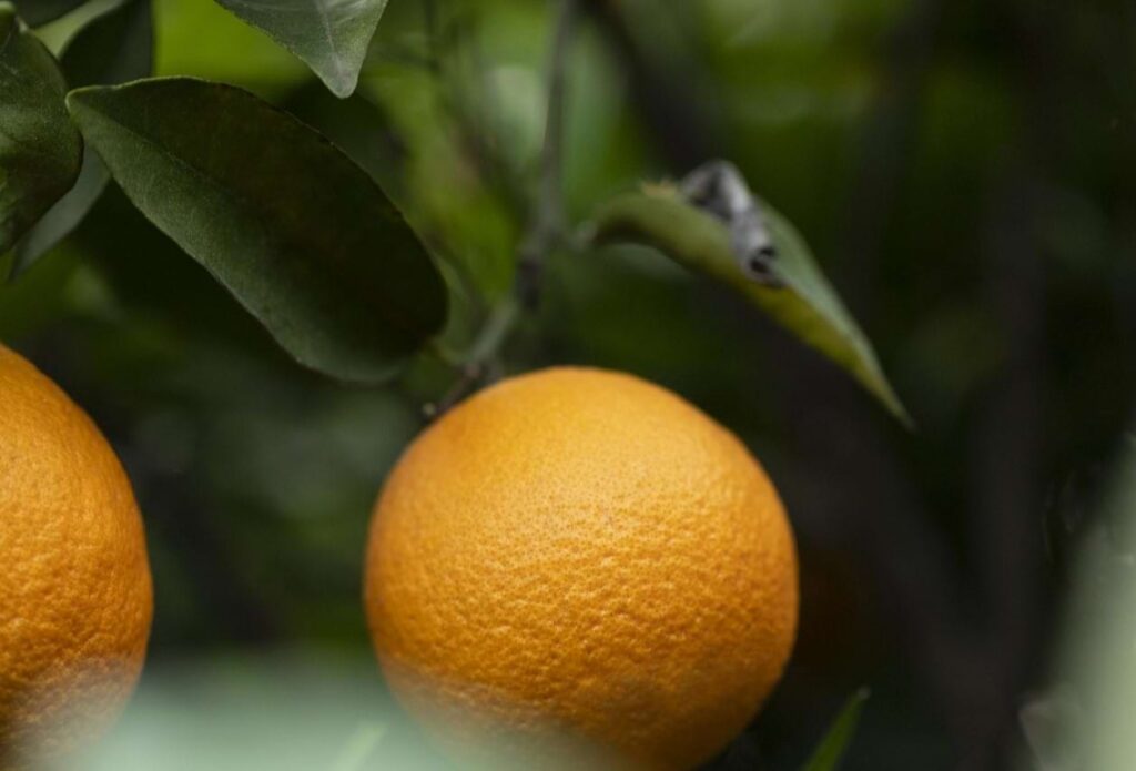 A Fundecitrus emitiu um comunicado alertando sobre o preocupante aumento da população de psilídeo (Diaphorina citri), transmissor da temida doença do greening, nas regiões de São Paulo e Minas Gerais. De acordo com os dados mais recentes, a população média de psilídeo é a maior já registrada na série histórica. No primeiro semestre de 2023, as armadilhas monitoradas pelo Fundecitrus capturaram em média 1,01 inseto por armadilha, representando um aumento de 26,2% em relação ao mesmo período de 2022, quando a população já estava em níveis recordes.