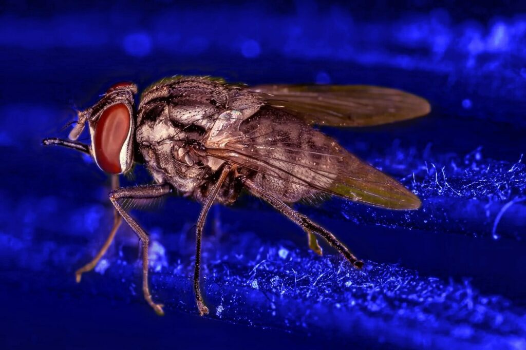 Pesquisa confirma por que as moscas picadoras (como a mosca-do-estábulo) são atraídas pela cor azul