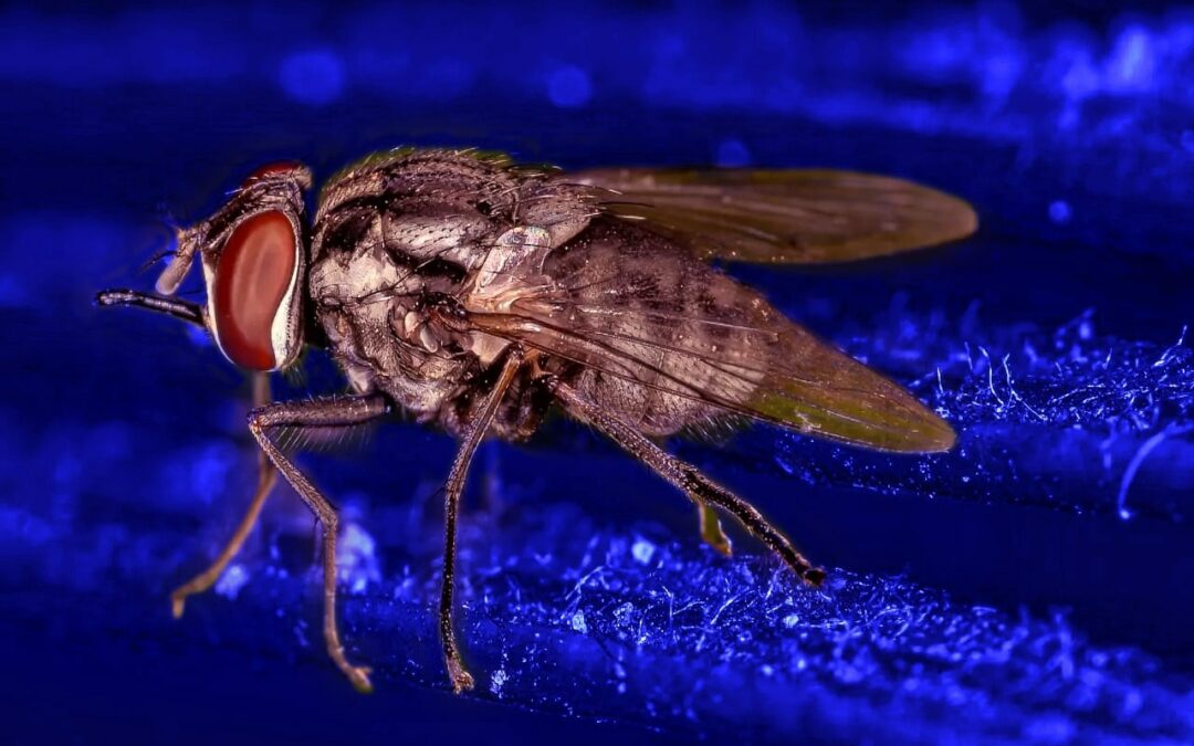 Pesquisa confirma que as moscas picadoras (como a mosca-do-estábulo) são atraídas pela cor azul