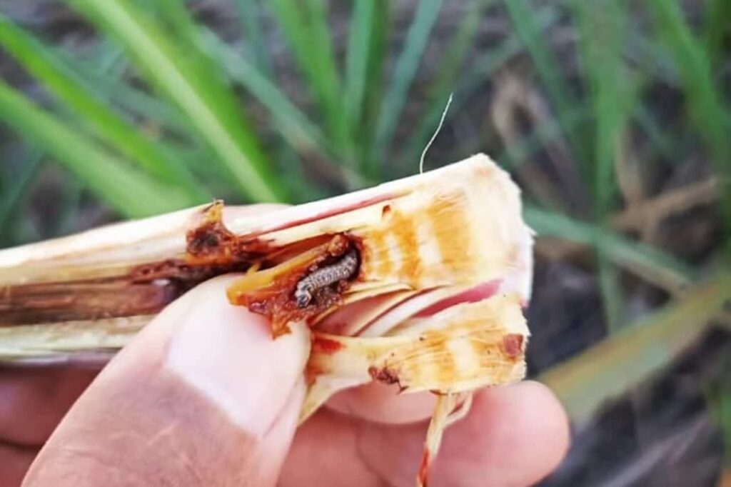 Fase larval da Broca-da-cana (Diatraea saccharalis) atacando um canavial.