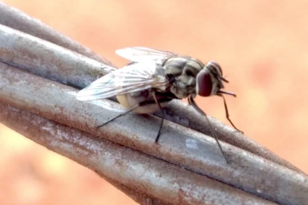 O controle e a prevenção da mosca-do-estábulo (Stomoxys calcitrans) é uma batalha rotineira em locais de confinamento de gado e unidades produtivas do setor sucroalcooleiro.