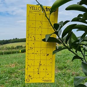 Yellow Trap Armadilha Adesiva Armadilha de Papel Amarela é indicada para o monitoramento de uma grande gama de insetos agrícolas. Principalmente para o monitoramento de Psilídeo (Diaphorina citri) na cultura dos citros.