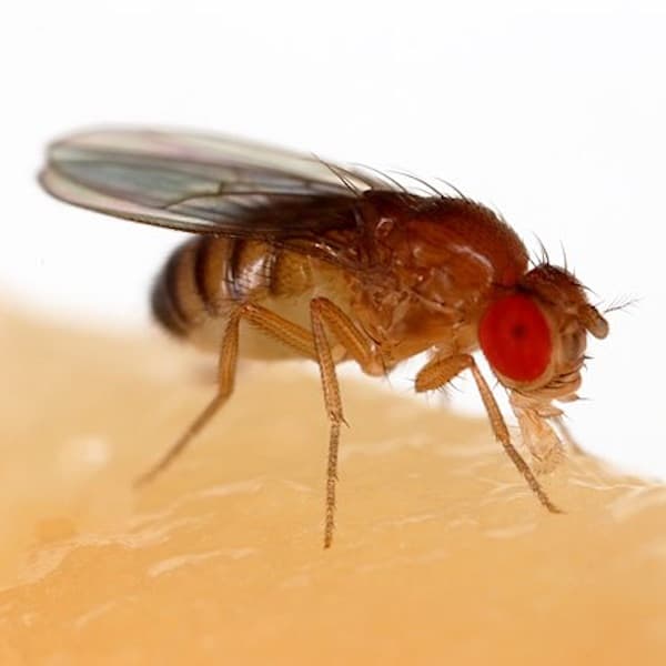 Drosophila da Asa Manchada (Drosophila suzukii)