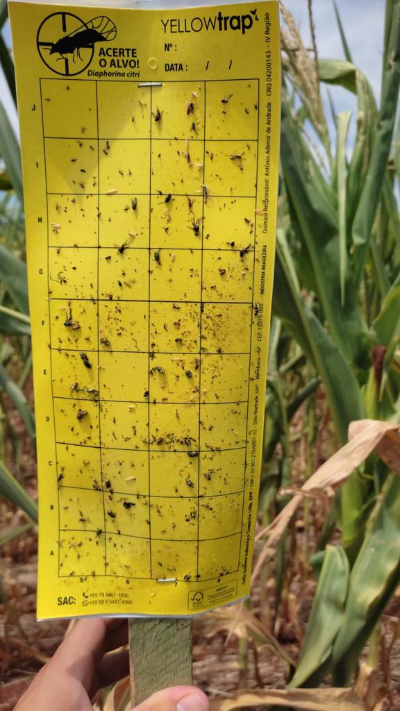 Yellow Trap Armadilha Adesiva Amarela é indicada para o monitoramento de uma grande gama de insetos agrícolas. Principalmente para o monitoramento da Cigarrinha do milho (Dalbulus maidis).