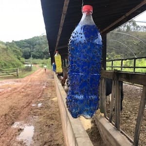 Cola Entomológica Azul Blue Glue é indicada para preparação de armadilhas adesivas para monitorar e capturar moscas do estábulo, trips e outras espécies.