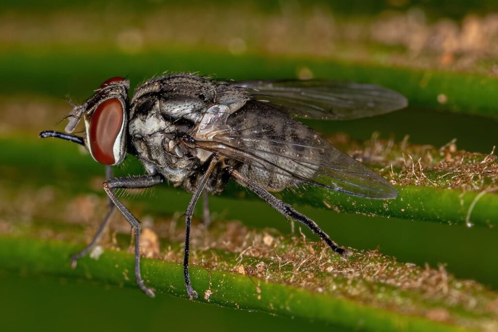 O calor e a umidade fornecem um ambiente propício para a postura de ovos e o desenvolvimento das larvas. Isso acelera o ciclo de vida da mosca de estábulo, levando a um aumento na população.