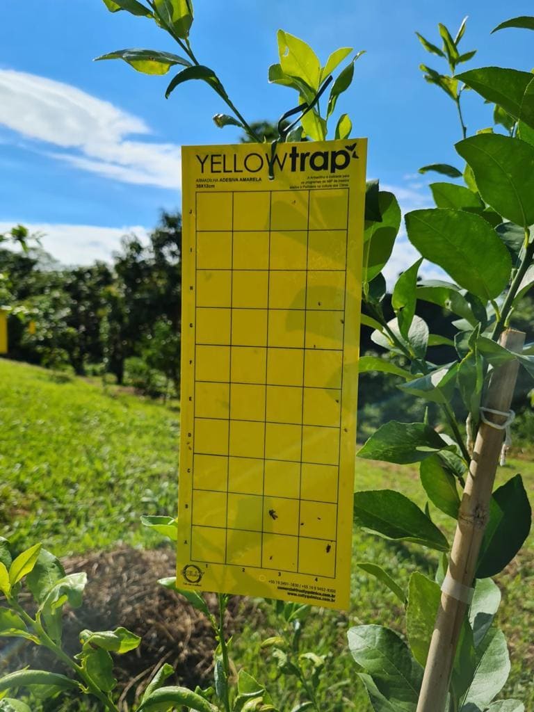 A  Armadilha Adesiva Amarela – Yellow Trap da Coleagro é a melhor tecnologia agrícola na área de monitoramento de pragas, como a Mosca-das-Frutas.