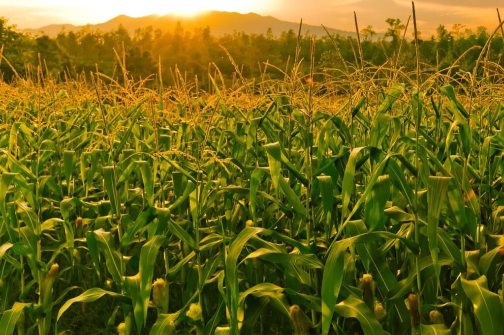 O sistema de cultivo do milho no Brasil em duas safras, no verão (primeira safra) e na safrinha (segunda safra), permite que haja uma ponte verde da cultura e permite também que o ciclo de vida da cigarrinha se complete, favorecendo o aumento de sua população.