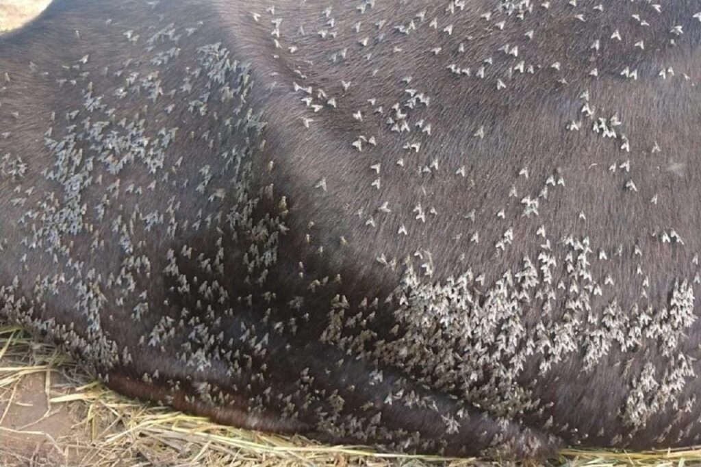 A implantação de boas práticas de controle da mosca-do-estábulo (Stomoxys calcitrans) é fundamental para assegurar a proteção sanitária e a produtividade de unidades pecuaristas e usinas sucroalcooleiras.