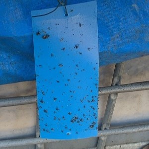 Armadilha Adesiva Azul para captura e controle de insetos. Indicado para diversas espécies de insetos voadores, com maior sucesso para Tripes e Moscas dos Estábulos.