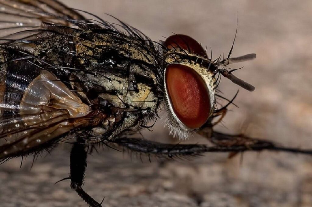 Os estragos causados pela mosca-do-estábulo ( Stomoxys calcitrans ) – muscídeo picador que se alimenta de sangue – incluem a queda da produtividade pecuarista, o desconforto e sofrimento aos animais e a transmissão de doenças (para o gado e seres humanos).