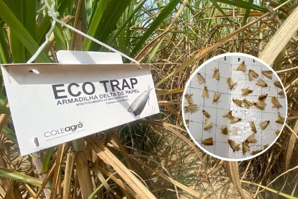 A armadilha delta de papel ECO TRAP tem uma maior eficiência de controle, com assertividade de manejo, otimização de estrutura, simplicidade do método, confiabilidade da amostragem.