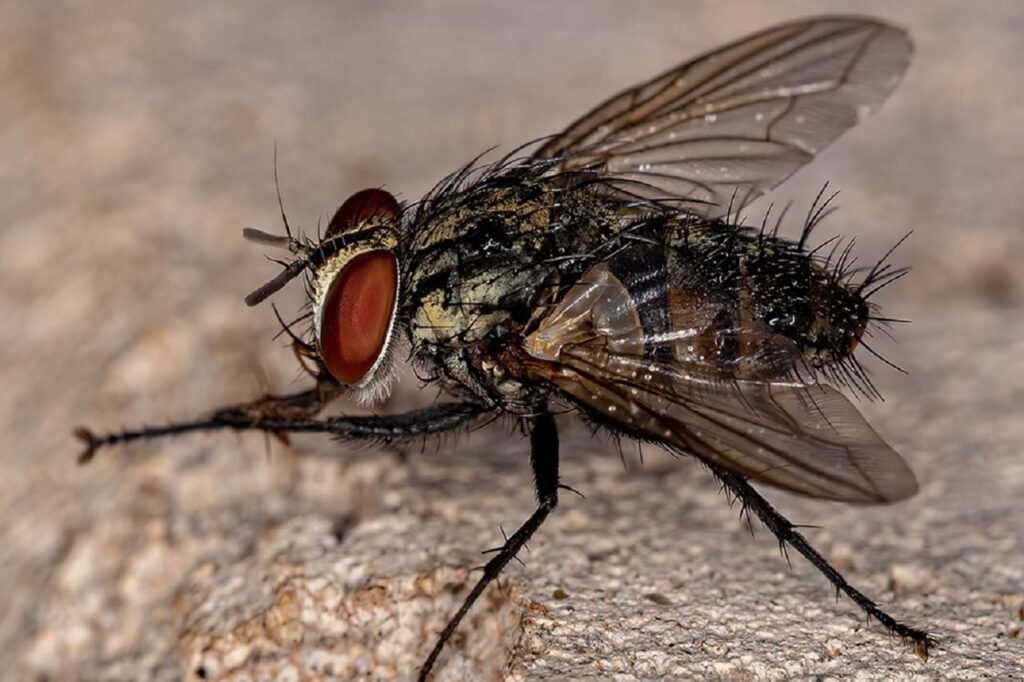As moscas Mosca dos Estábulos (Stomoxys calcitrans) podem atuar como hospedeiros intermediários de parasitas, bactérias, fungos e outros patógenos. Assim, a predominância e/ou infestação dessa mosca em pastagens e estábulos favorece o risco de transmissão de patógenos que provocam doenças