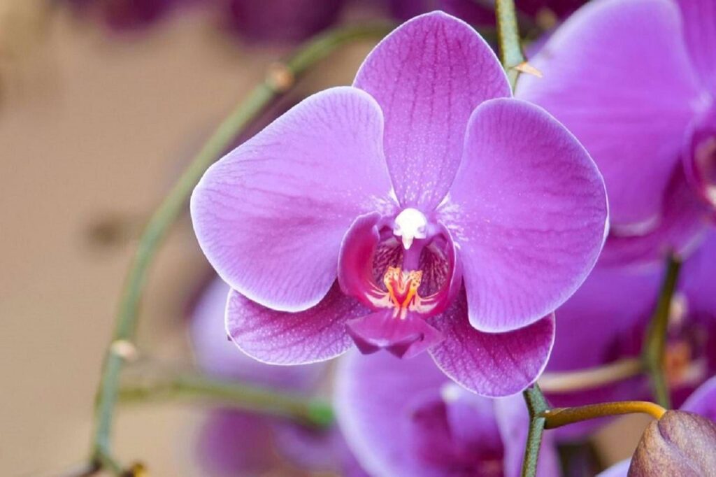 Cuide da magnificência de suas orquídeas com eficácia incomparável!
