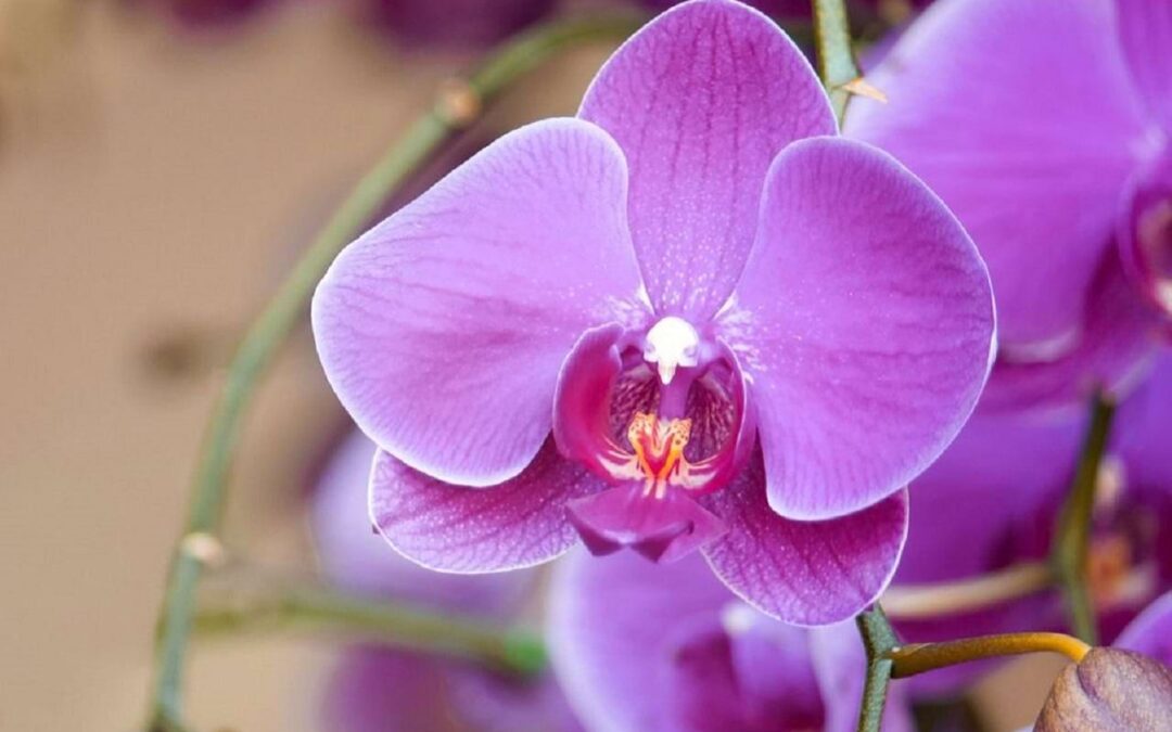 Cuide da magnificência de suas orquídeas com eficácia incomparável!
