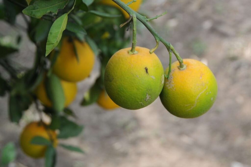 Os pomares infestados com populações de psilídeos Diaphorina citri representam uma grande ameaça ao agronegócio brasileiro, líder global de produção de laranja e suco de laranja. 