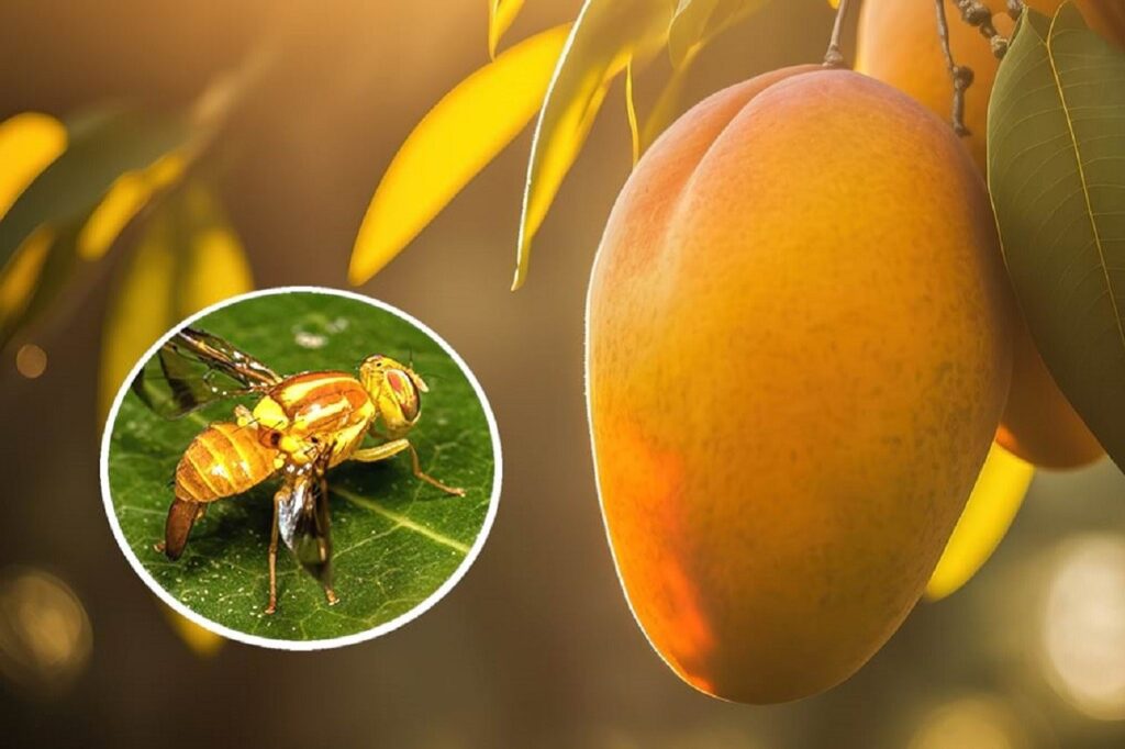 O grau de infestação e os tipos de frutas afetadas podem variar dependendo das espécies de moscas-da-frutas presentes em uma determinada área e das condições locais.