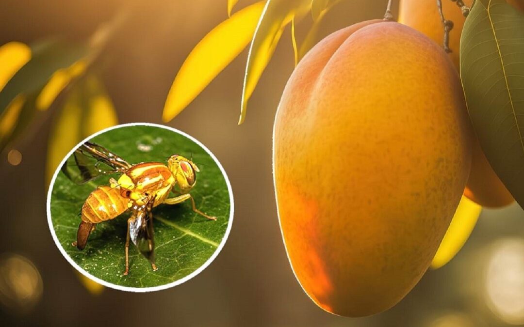 Quais as principais causas da presença da mosca-das-frutas?