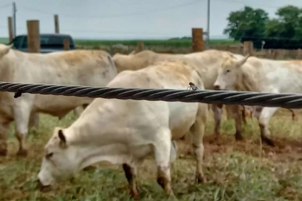 As moscas do estábulo podem parecer apenas uma inconveniência, mas para os animais de fazenda, elas representam muito mais do que isso: Estresse Térmico, Irritação Constante, Distúrbios no Comportamento, Redução da Produtividade, entre outras.
