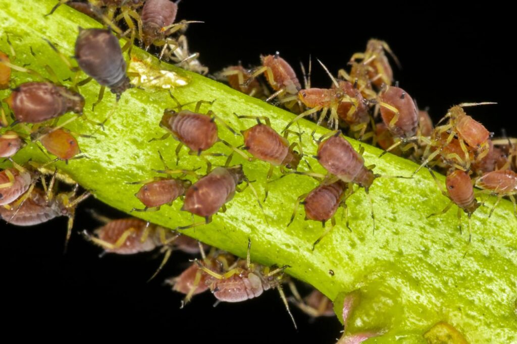 Faça inspeções regulares nas suas plantas.