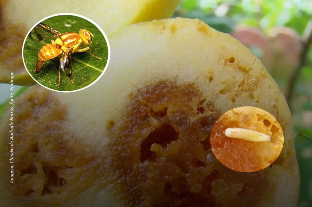 A Yellow Glue é uma cola entomológica amarela indicada para a captura massiva de moscas-das-frutas e outros insetos considerados pragas agrícolas!