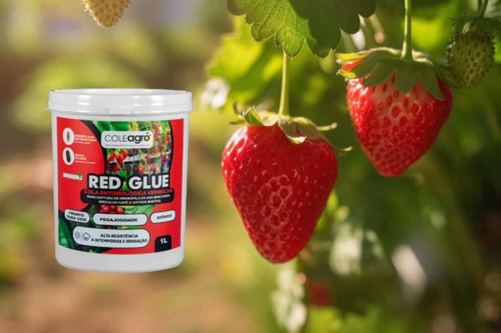 A Cola Entomológica Vermelha Red Glue da Coleagro Indicada para produção de armadilhas para monitoramento e captura massiva da Drosophila da Asa Manchada (Drosophila suzukii), inseto praga encontrada na cultura do morango, e também a Broca-do-Café (Hypothenemus hampei) encontrada na cultura do café.