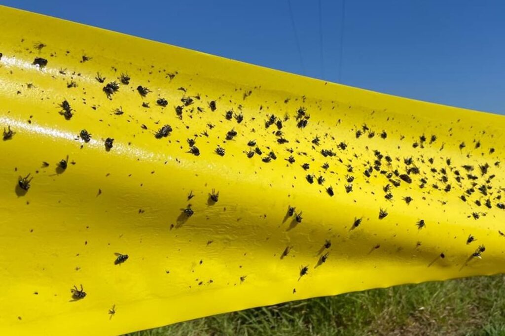 Bobina Yellow Trap, um produto fabricado com materiais resistentes, projetado para suportar exposição ao sol e chuva. Esta inovação tem um impacto significativo no agronegócio, proporcionando uma solução eficaz para o controle de várias pragas