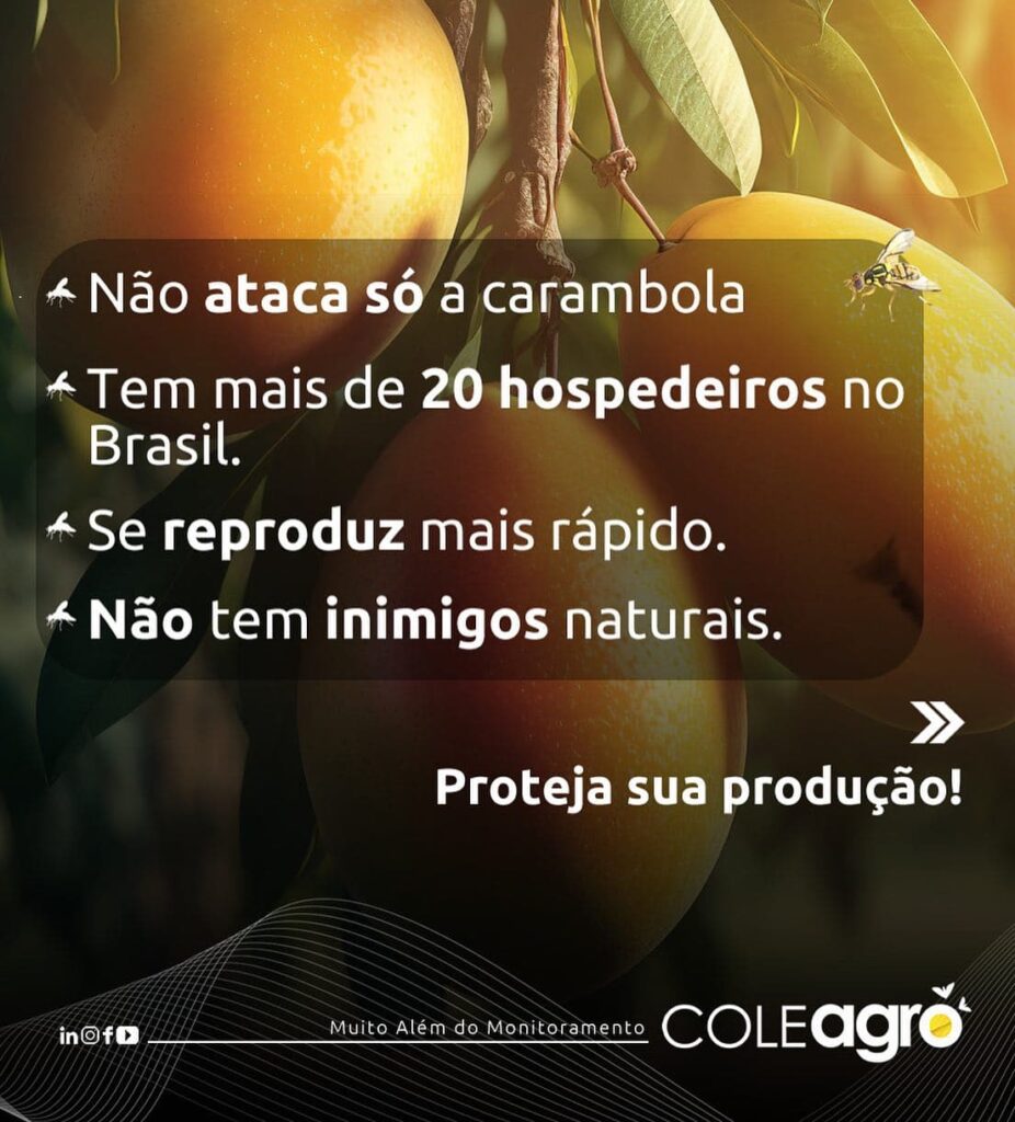 A Mosca-da-carambola (Bactrocera carambolae) é considerada umas das pragas de frutas mais perigosas do mundo, por vários motivos: Reprodução Rápida, Diversidade de Hospedeiros, Origem Não-Nativa, Grande Impacto Econômico, entre outros. Proteja sua produção! Evite prejuízos!