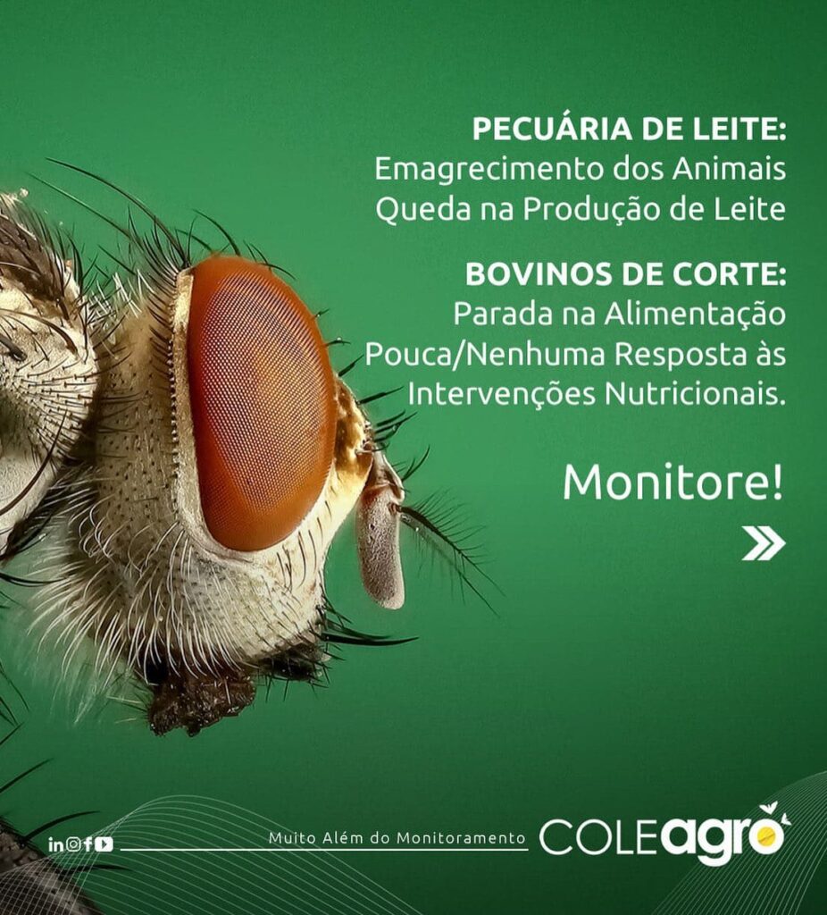 Armadilha Reflexiva adesiva para o monitoramento populacional das Moscas-do-Estábulo (Stomoxys calcitrans)