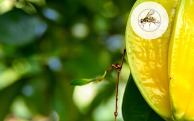 Por que a ‘mosca maldita’ que ameaça as frutas no Brasil é uma das mais perigosas do mundo
