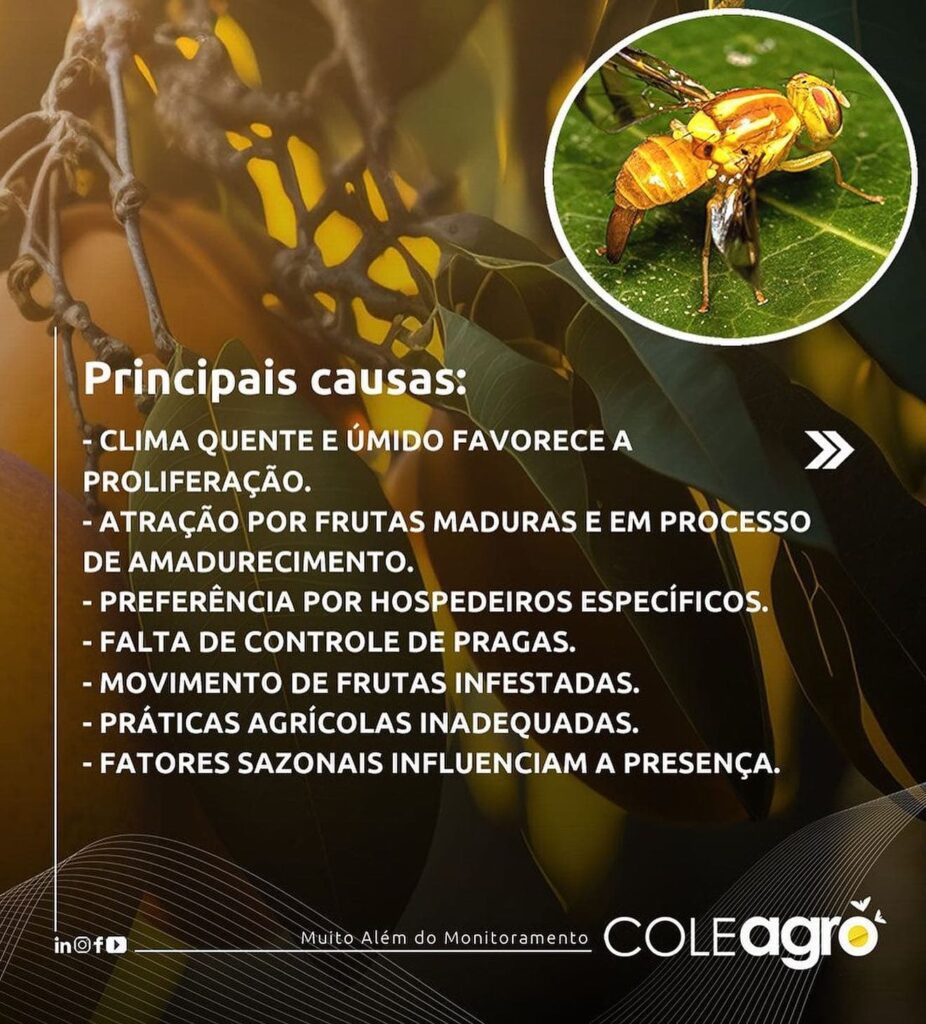 O grau de infestação e os tipos de frutas afetadas podem variar dependendo das espécies de moscas-da-frutas presentes em uma determinada área e das condições locais.