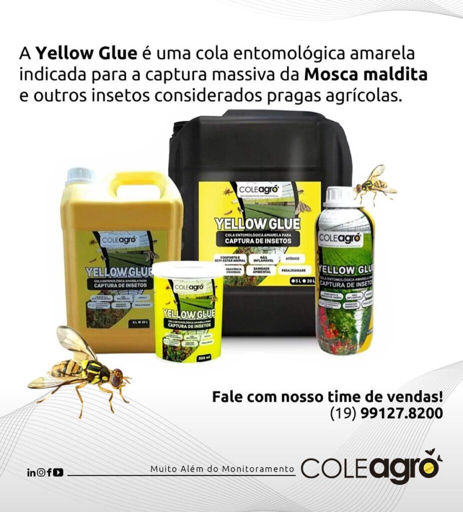 yellow glue: Solução para a Mosca Maldita (Mosca da Carambola)