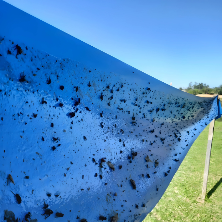 Apresentamos o mais recente lançamento da Coleagro, a Bobina Blue Trap, um produto fabricado com materiais resistentes, projetado para suportar exposição ao sol e chuva. Esta inovação tem um impacto significativo no crescimento saudável das plantas, proporcionando uma solução eficaz para o controle de várias pragas, como mosca-dos-estábulos, pulgões, besouros, tripes, mosca-branca, cigarrinhas, fungus-gnats e ácaros, comuns em ambientes de jardinagem amadora, hortas, orquidários, estufas e viveiros de mudas.</p>
<p>Além disso, a Armadilha Adesiva Azul também demonstra utilidade na promoção do conforto e bem-estar animal, uma vez que efetivamente captura a Mosca dos Estábulos. Com a Bobina Blue Trap Coleagro, você investe em soluções sustentáveis para proteger suas plantas e manter um ambiente saudável para seus animais.